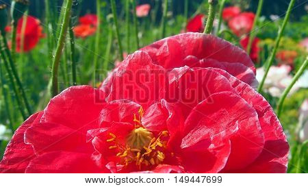 purple аstra; flower; background; nature; floral; blossom; flora; spring; beautiful; green; bloom; white; beauty; garden; summer; blooming; petal; sky; natural; bright; freshness; daisy; color; season; grow; meadow; leaf; sunny; tranquil; yellow; grass; o