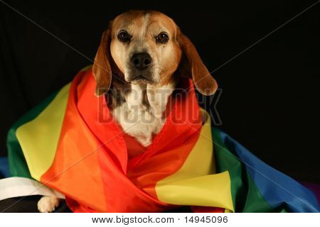 Beagle Hund mit Stolz Farben