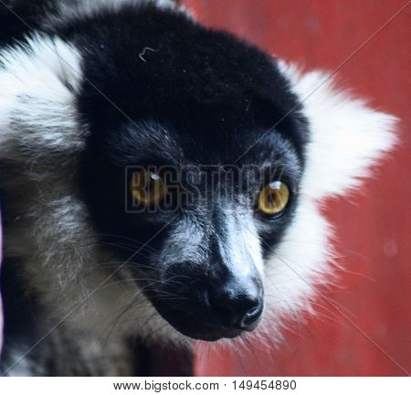 endanagered black and white ruffed lemur animal