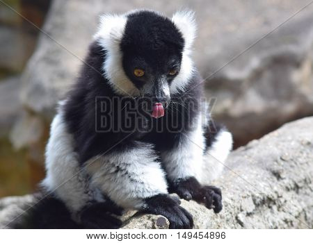 endanagered black and white ruffed lemur animal