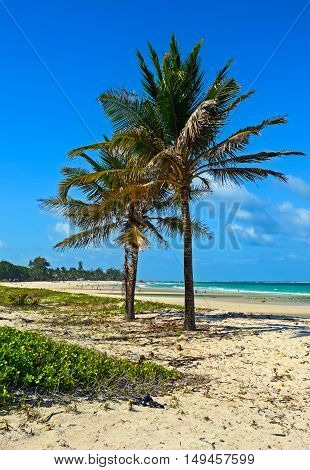 Picturesque Coast Diani