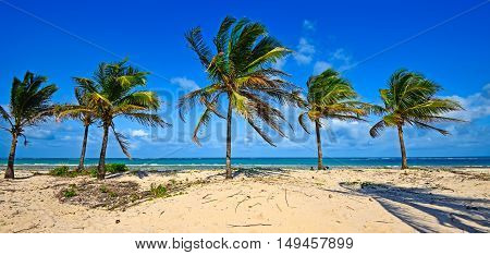 Picturesque Coast Diani