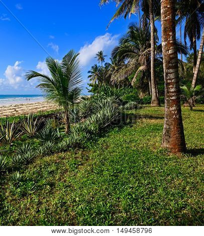 Picturesque Coast Diani
