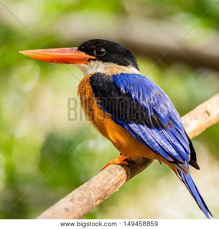 Beautiful Kingfisher Bird on a Branch in the forest