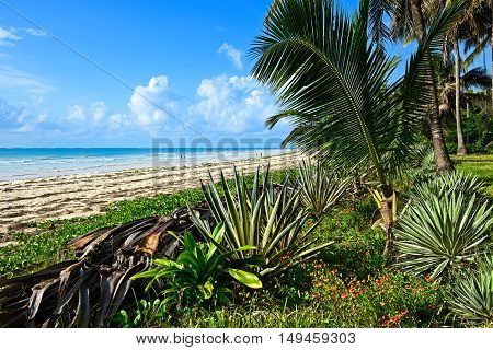 Picturesque Coast Diani