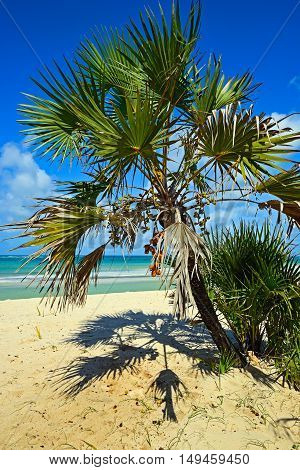 Picturesque Coast Diani
