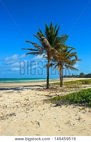 Picturesque Coast Diani