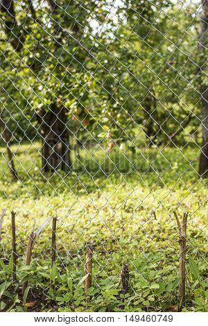 Steel wire mesh fence in the background apple garden in a village