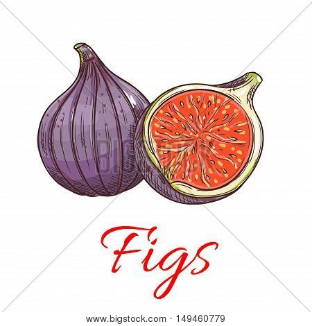 Figs fruits. Isolated whole and cut fig. Fruit product emblem for juice or jam label, packaging sticker, grocery shop tag, farm store