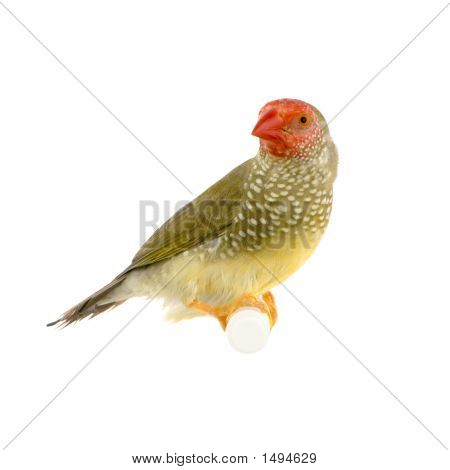 Ruficauda