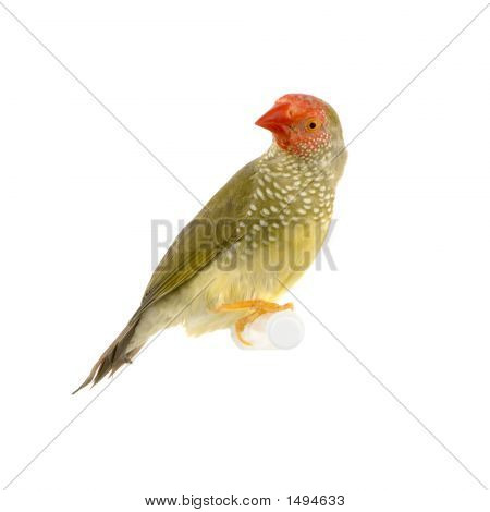 Ruficauda