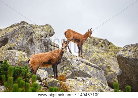 Chamois (rupicapra Carpatica) In High Tatra Mountains, Poland