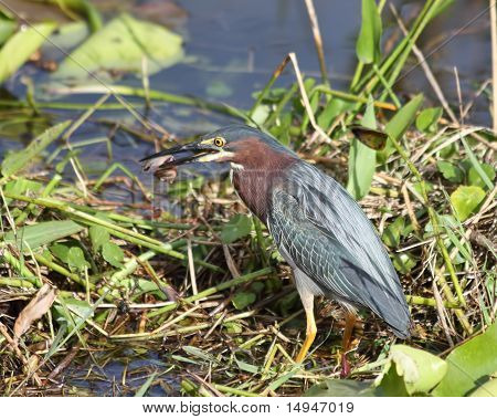 Green Heron - 1