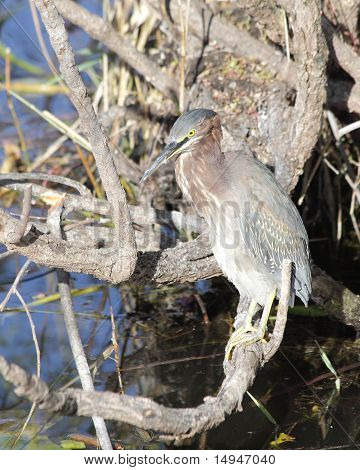 Green Heron - 2