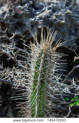 Cactus with large thorns in a rocky volcanic area.