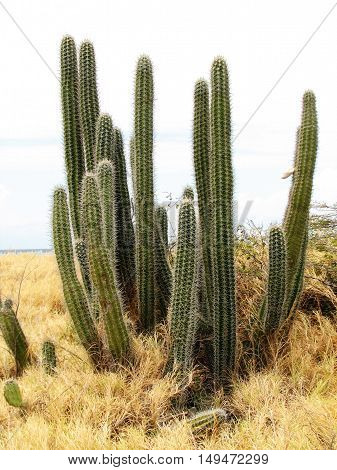 Kadushi cactus overlooking the coast of Aruba