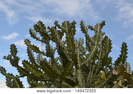 Cactus Growing Against A Backdrop Of Cloudy Blue Skies.