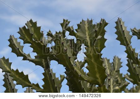 Thorns on a prickly pointed cactus in Aruba