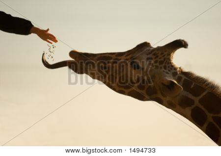 Fauna selvatica Outreach