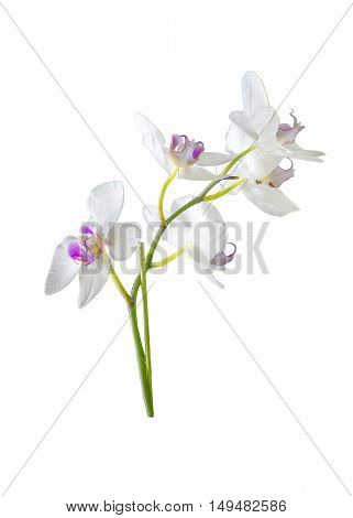 White and pink colors orquideas photo isolated on white background