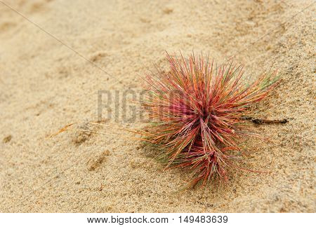 Yellow sand plant grass red green thornless