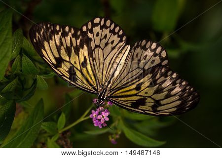 Tropical butterfly large tree nymph on the flower.