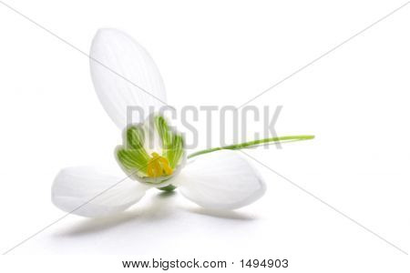 Galanthus Nivalis 