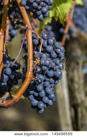 Sangiovese Grapes In The Montalcino Region Of Tuscany