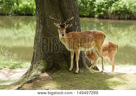 A photo of 2 Fallow deer, on Bradgate Park, it was a hot summers day, and many people about, but these deer are not afraid to be close to people. Close by, a meandering stream winds it's way in the background.   Bradgate was first enclosed as a deer park