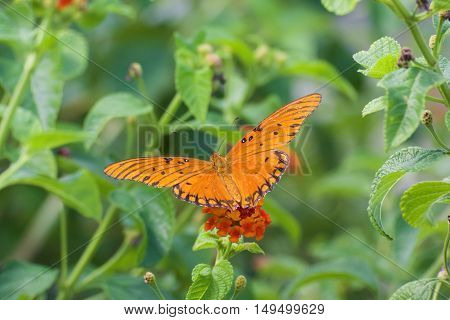 Gulf fritillary butterfly in the garden with blurry background