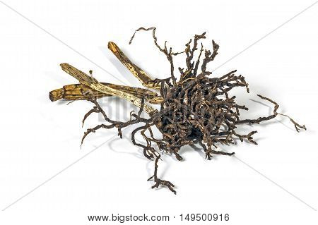 Scragly Roots And Dry Pseudobullbs Of Dead Cattleya Orchid