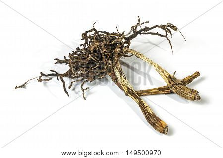 Dead Roots And Dry Pseudobulbs Of Cattleys Orchid