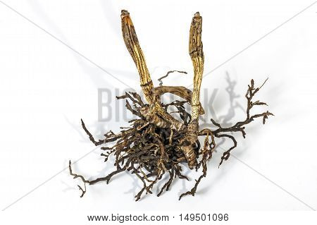Dead Dry Pseudobulbs And Roots Of A Cattleya Orchid
