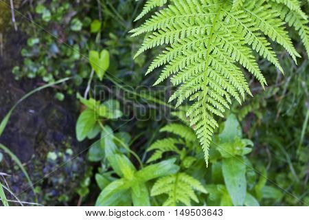 Closeup image of a fern limb view from above (Pteridium aquiline).