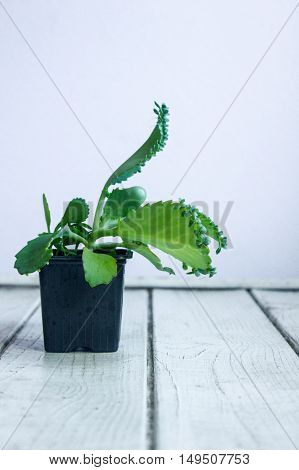 Kalanchoe pinnata in black pot on grey background.