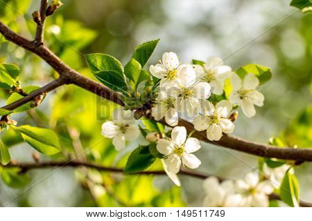 Spring white Blooming cherry in a garden