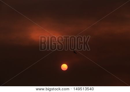 Bird flying over the sun on a dark red sly