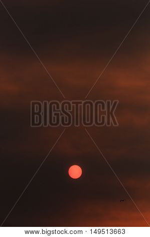 Bird flying over orange sun over a red sky