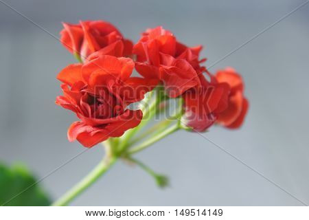 Rosebud pelargonium. Red heranium flower with the green leaves.