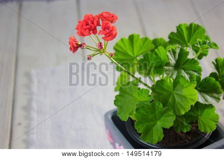 Rosebud pelargonium. Red heranium flower with the green leaves.