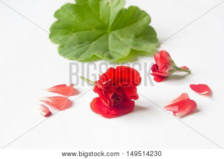 Rosebud pelargonium. Red heranium flower with the green leaves.