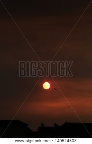 Red sunset over rooftop with bird flying over the sun