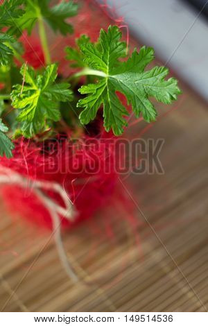Pelargonium leaves. Lemon scented pelargonium - home plant in red flowerpot
