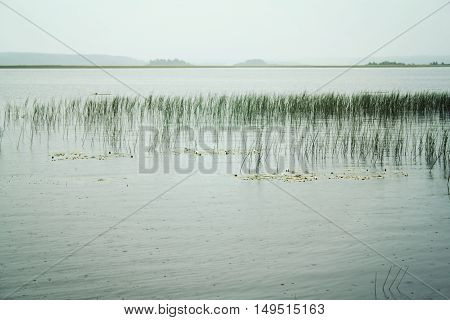 Cloudy landscape of the lake with Water Sedge. Toned photo. Peaceful summer evening at Kenozero lake. Russian north. Kenozersky National Park (UNESCO Biosphere Reserve).
