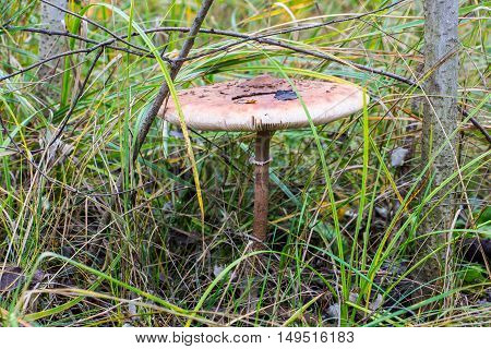 Inedible mushrooms with a big hat in the grass