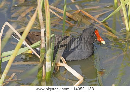 Common Gallinule in a wetland pond near Port Aransas Texas
