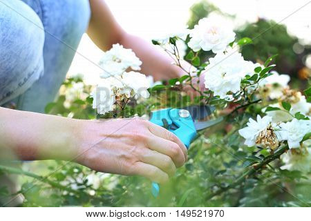 Cutting the rose canes. Care work in the garden.Gardener pruning shears cut shrubs roses