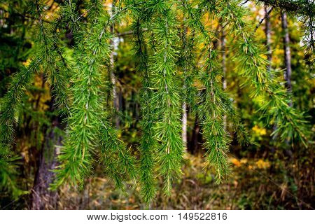Fir branches in the autumn forest. On blurred background discern yellow foliage