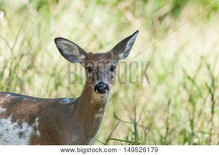 Piebald Whitetailed Buck