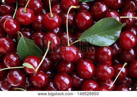fresh cherries as a background in the closeup